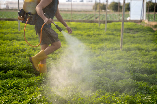 Best Pest Control for Homes  in Bonanza, GA