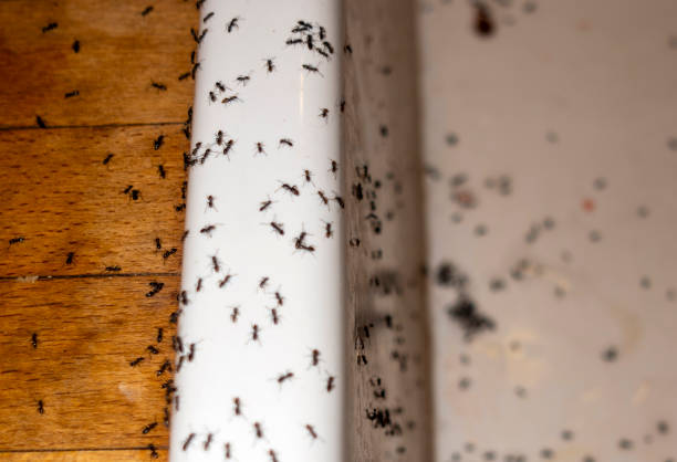 Best Cockroach Control Services  in Bonanza, GA