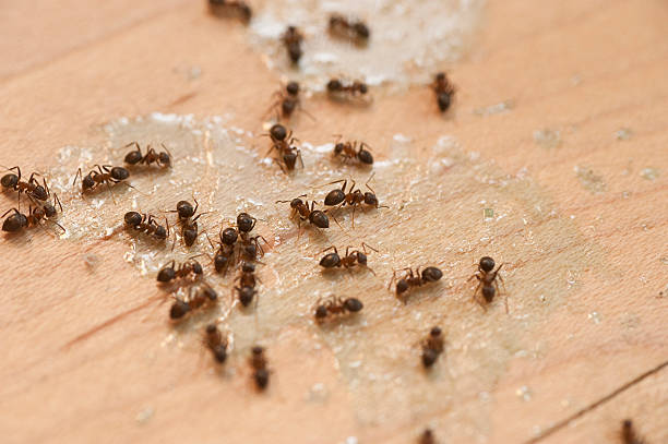 Best Local Pest Control Services  in Bonanza, GA