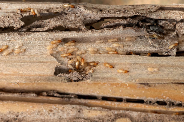 Best Wasp Removal Services  in Bonanza, GA